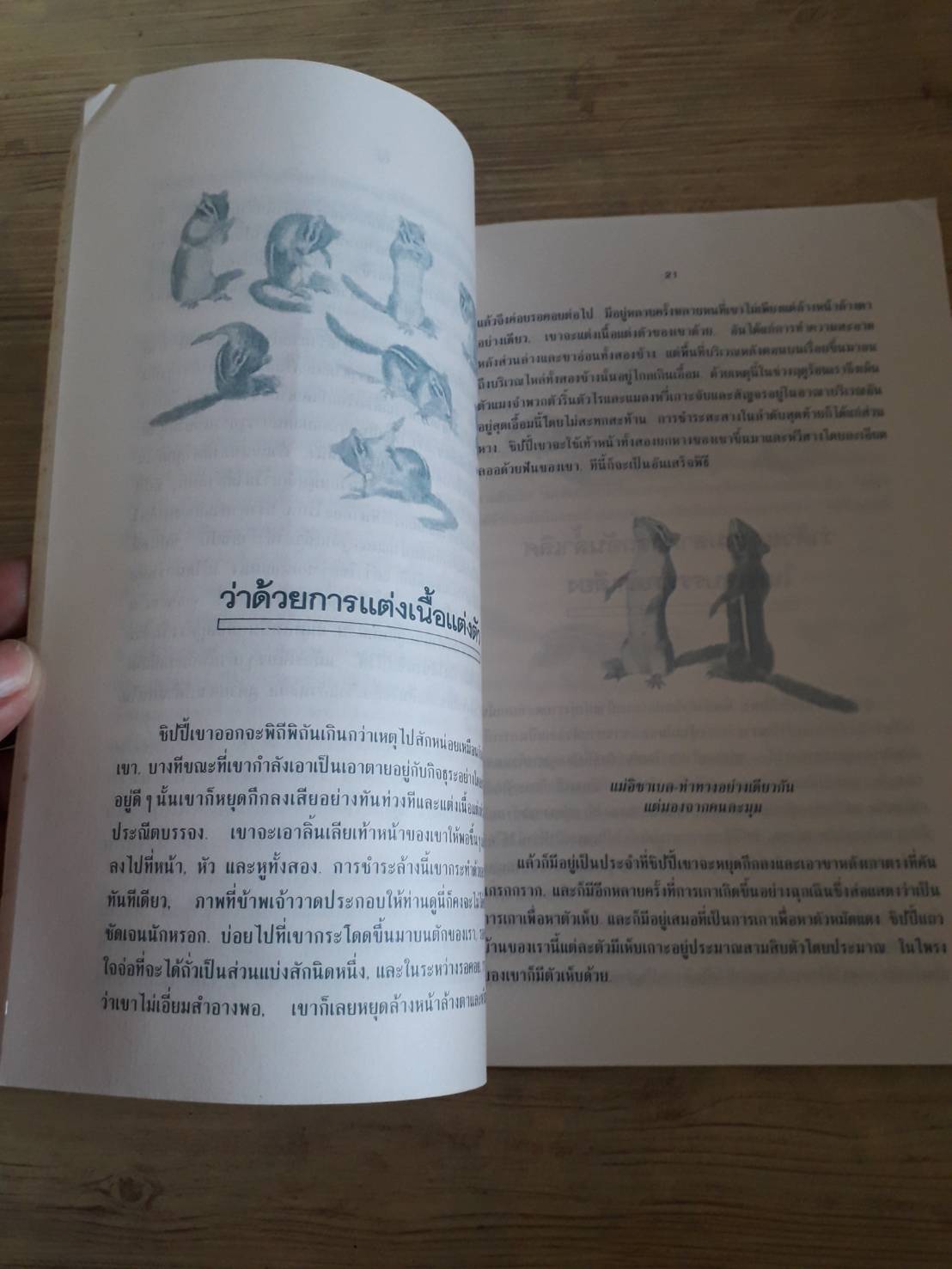 ชิปปี้ กระรอกน้อยแสนซน เอ็ดวิน ตูนิส เรื่องและภาพ แววจันทร์ แพรเมฆ แปล***สินค้าหมด***