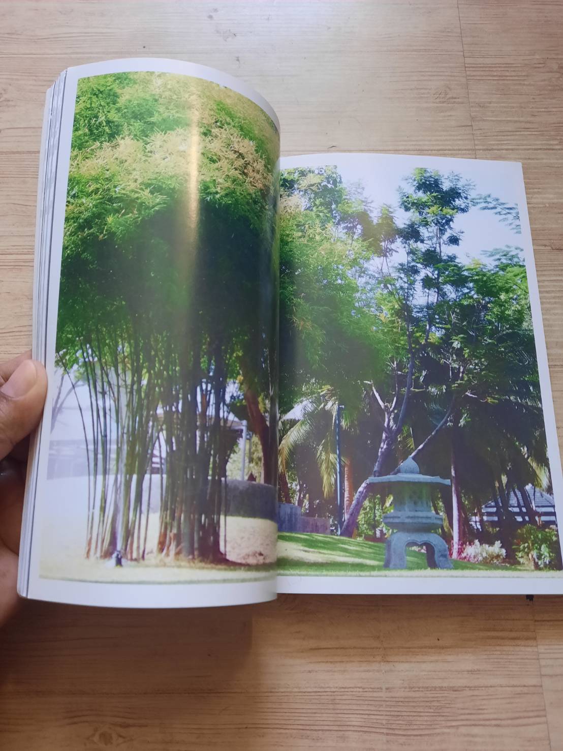 ไม้ดอก ไม้ประดับมงคลนำโชค โดย ปาลิตา เอื้ออังกูร***สินค้าหมด***