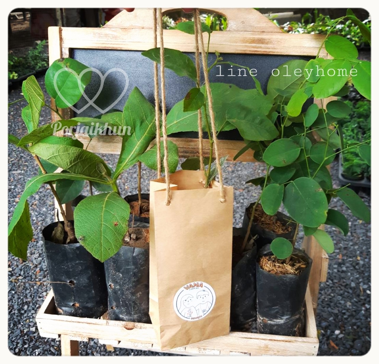 ของชำร่วยต้นไม้ กล้าไม้ของชำร่วย กล้าไม้ยืนต้น กล้าไม้ป่า ใส่ถุงกระดาษคราฟท์
