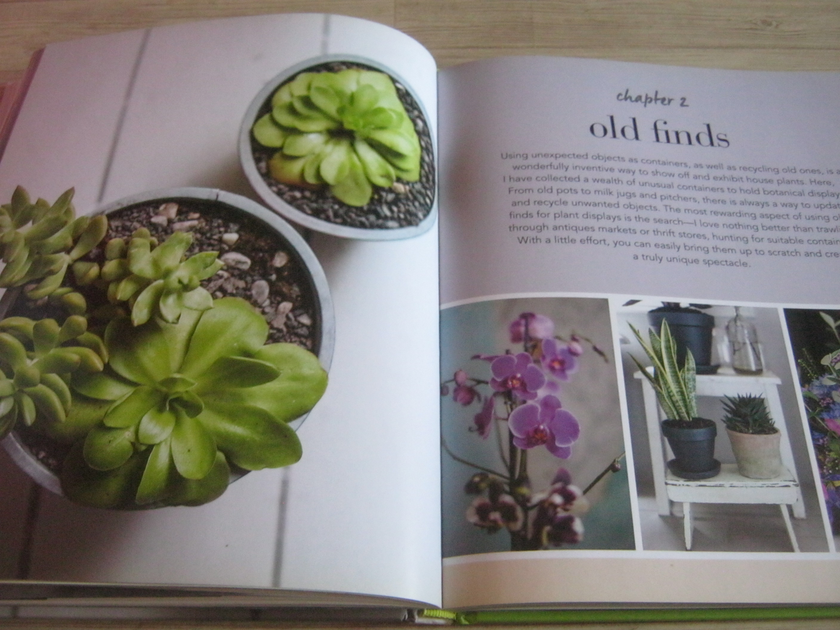 House Plants By Isabelle Palmer