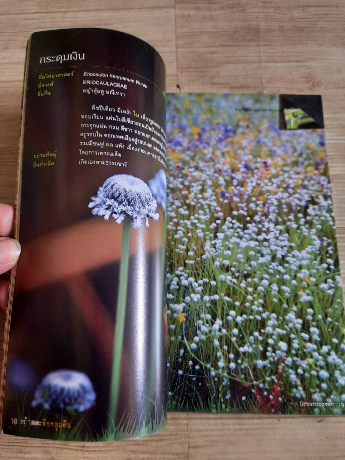 ร้อยพรรณพฤกษา หญ้า พืชคลุมดิน (Groundcover) โดย เศรษฐมันตร์ กาญจนกุล***สินค้าหมด***