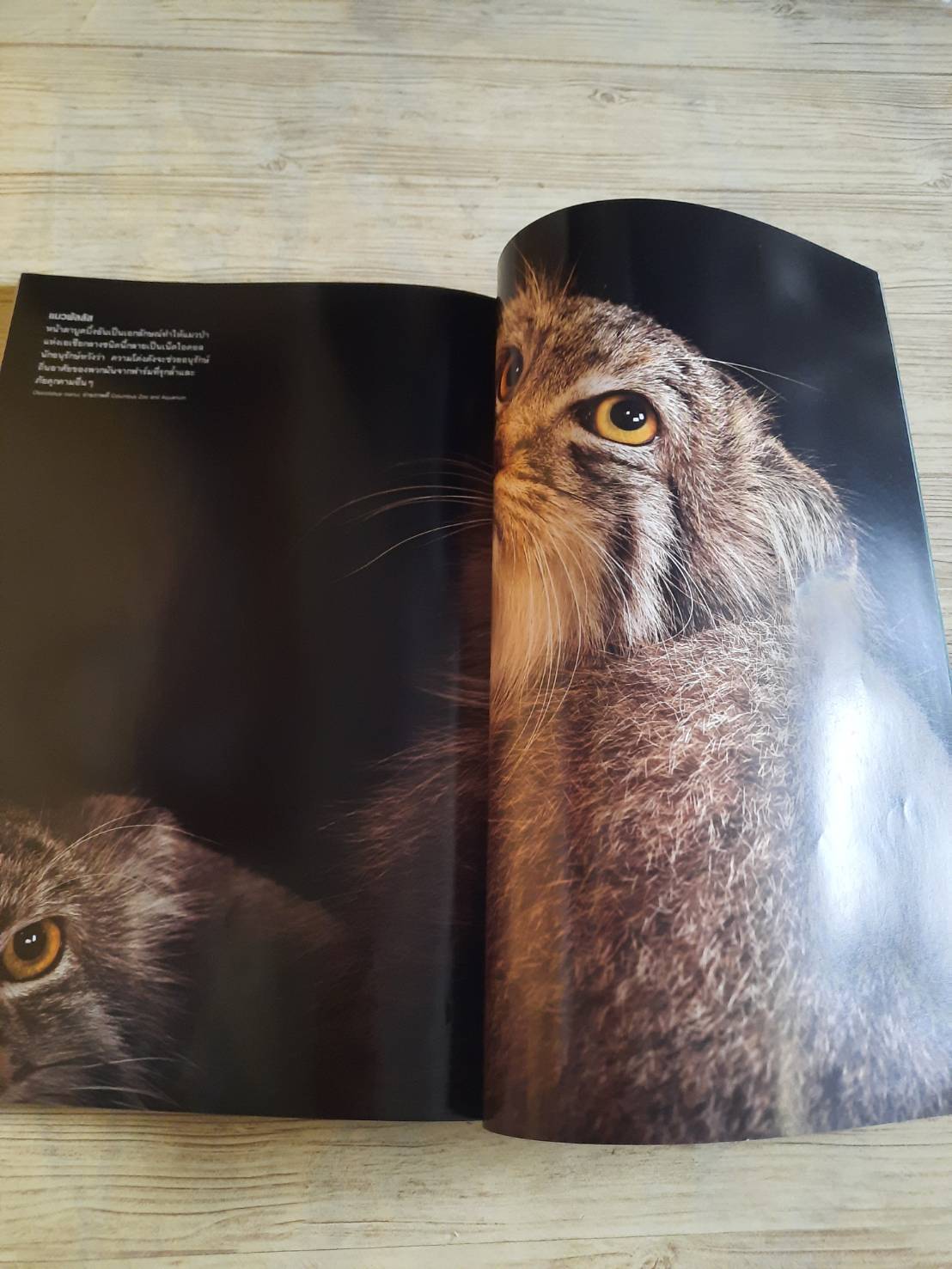 NATIONAL GEOGRAPHIC ฉบับภาษาไทย กุมภาพันธ์ 2560 โซเชียลมีเดีย ปรากฏการณ์ป่วนสังคม