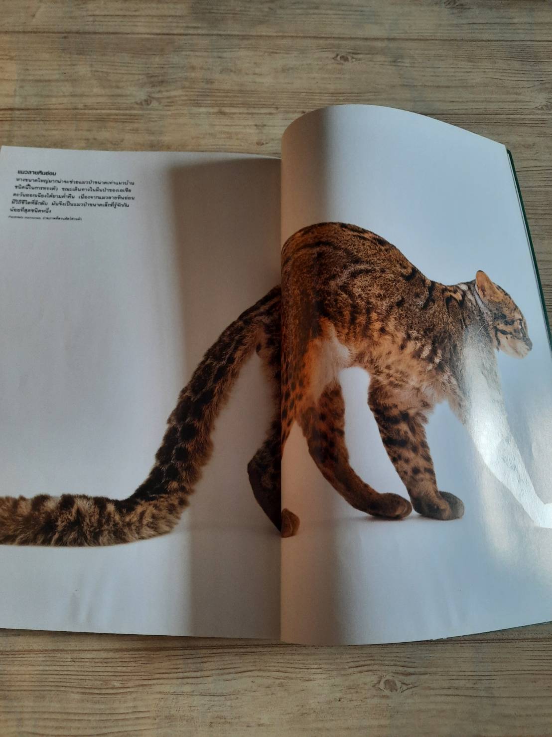 NATIONAL GEOGRAPHIC ฉบับภาษาไทย กุมภาพันธ์ 2560 โซเชียลมีเดีย ปรากฏการณ์ป่วนสังคม