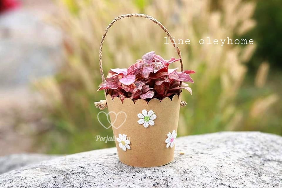 ของชำร่วยต้นไม้ ต้นไม้มงคล สวมปลอกกระดาษคราฟท์หุ้มกระถางมีหูหิ้วในตัว