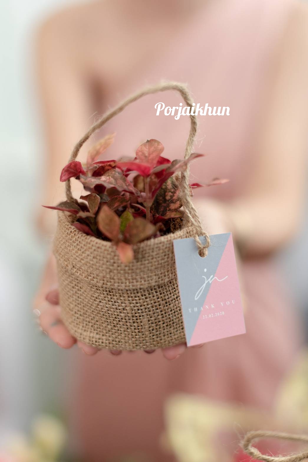 ของชำร่วยต้นไม้บรรจุถุงผ้ากระสอบพับปาก ขนาดกระถาง 3 นิ้ว