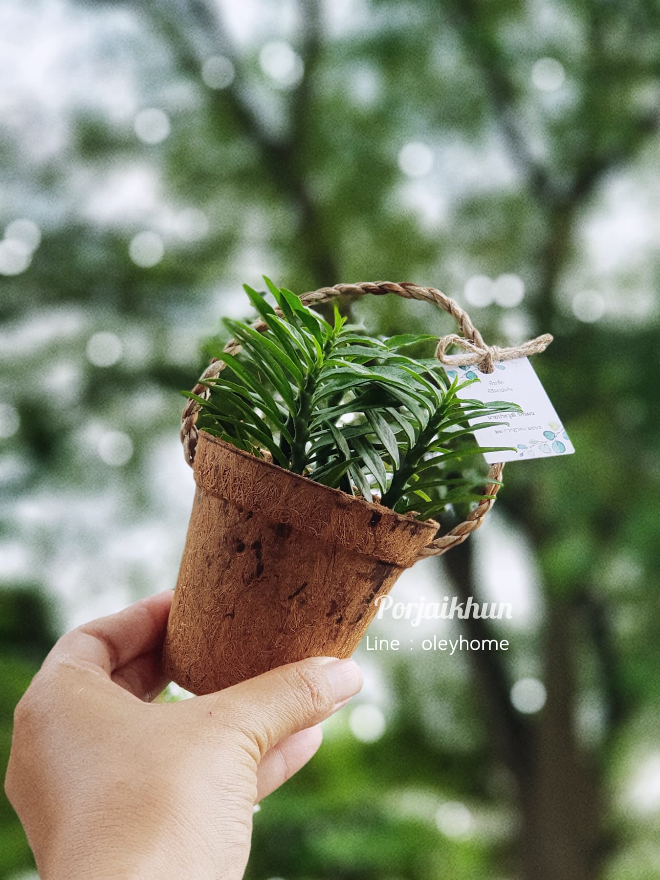ของชำร่วยต้นไม้มงคลในกระถางใยมะพร้าวมีหูหิ้วในตัว