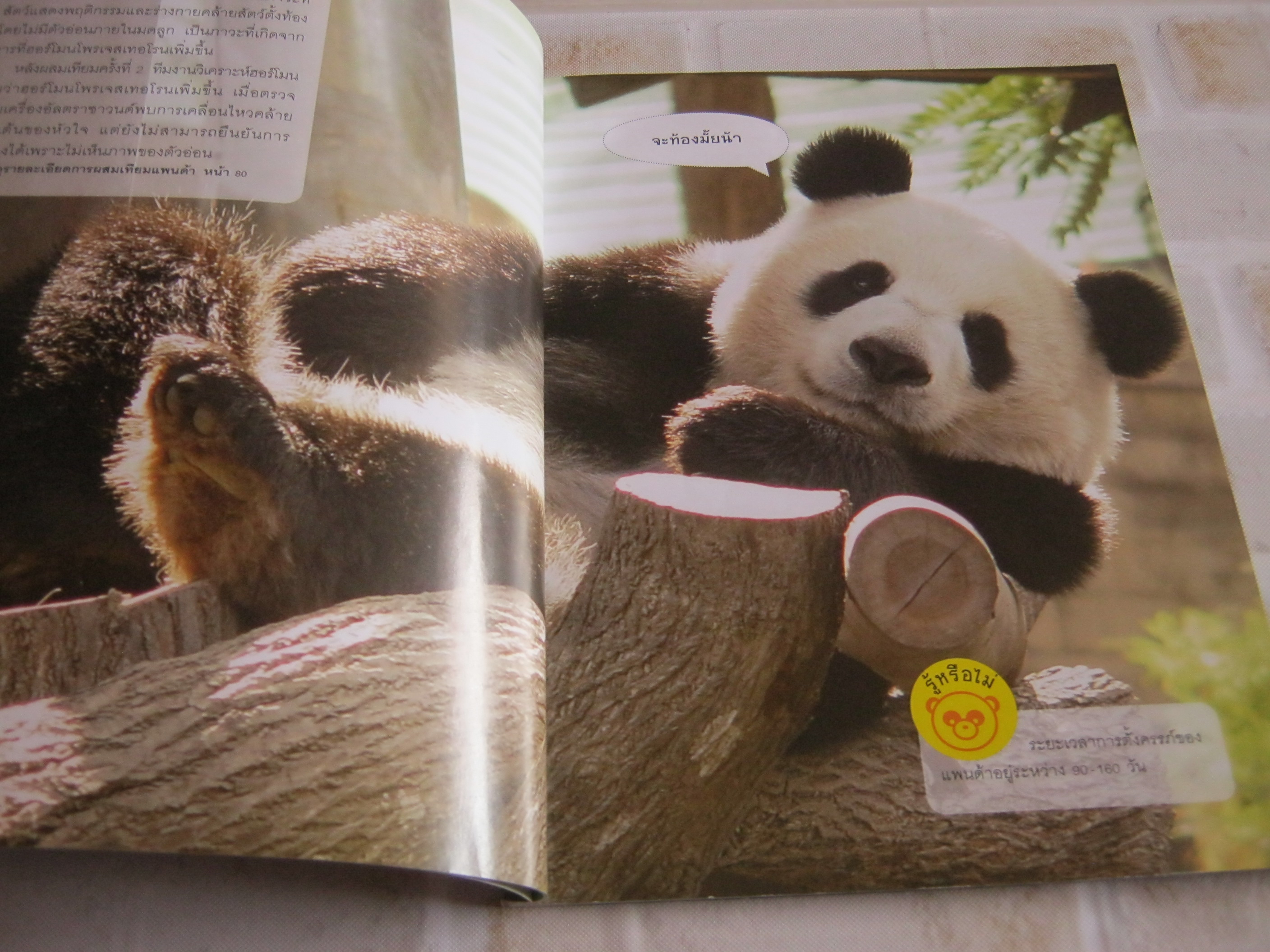สารคดีภาพ แพนด้าน้อย หลินปิง พิมพ์ครั้งที่ 9***สินค้าหมด***