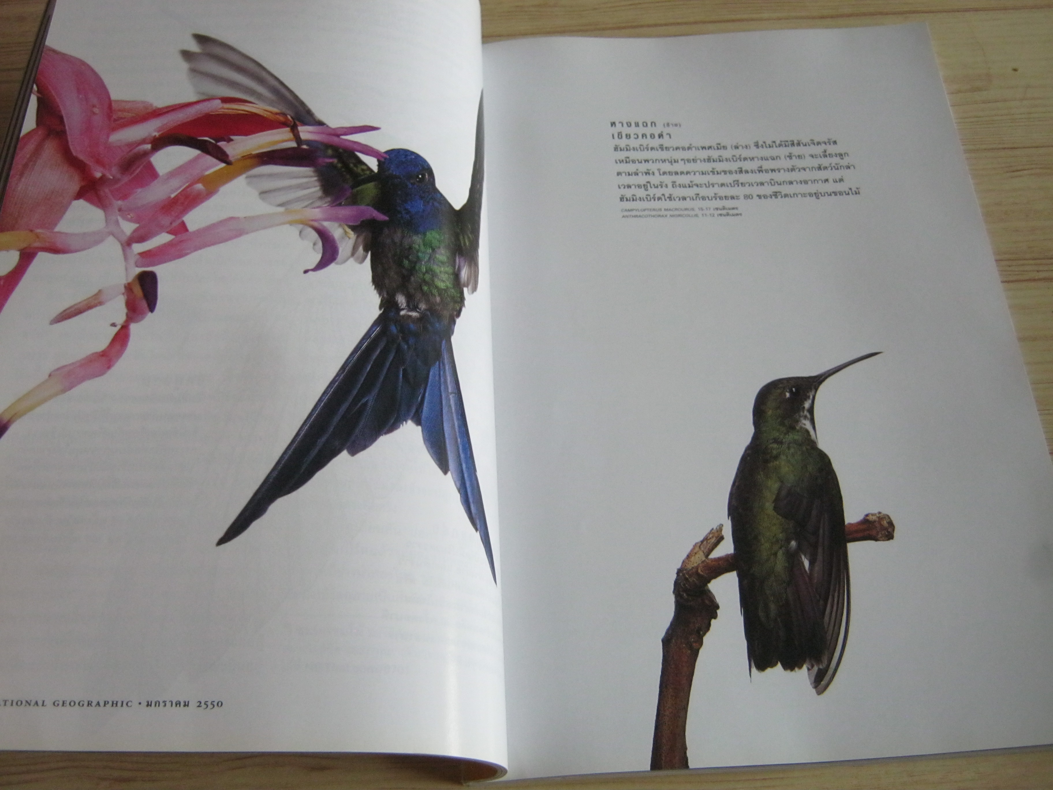 NATIONAL GEOGRAPHIC ฉบับภาษาไทย มกราคม 2550 ฮัมมิงเบิร์ด นกมหัศจรรย์