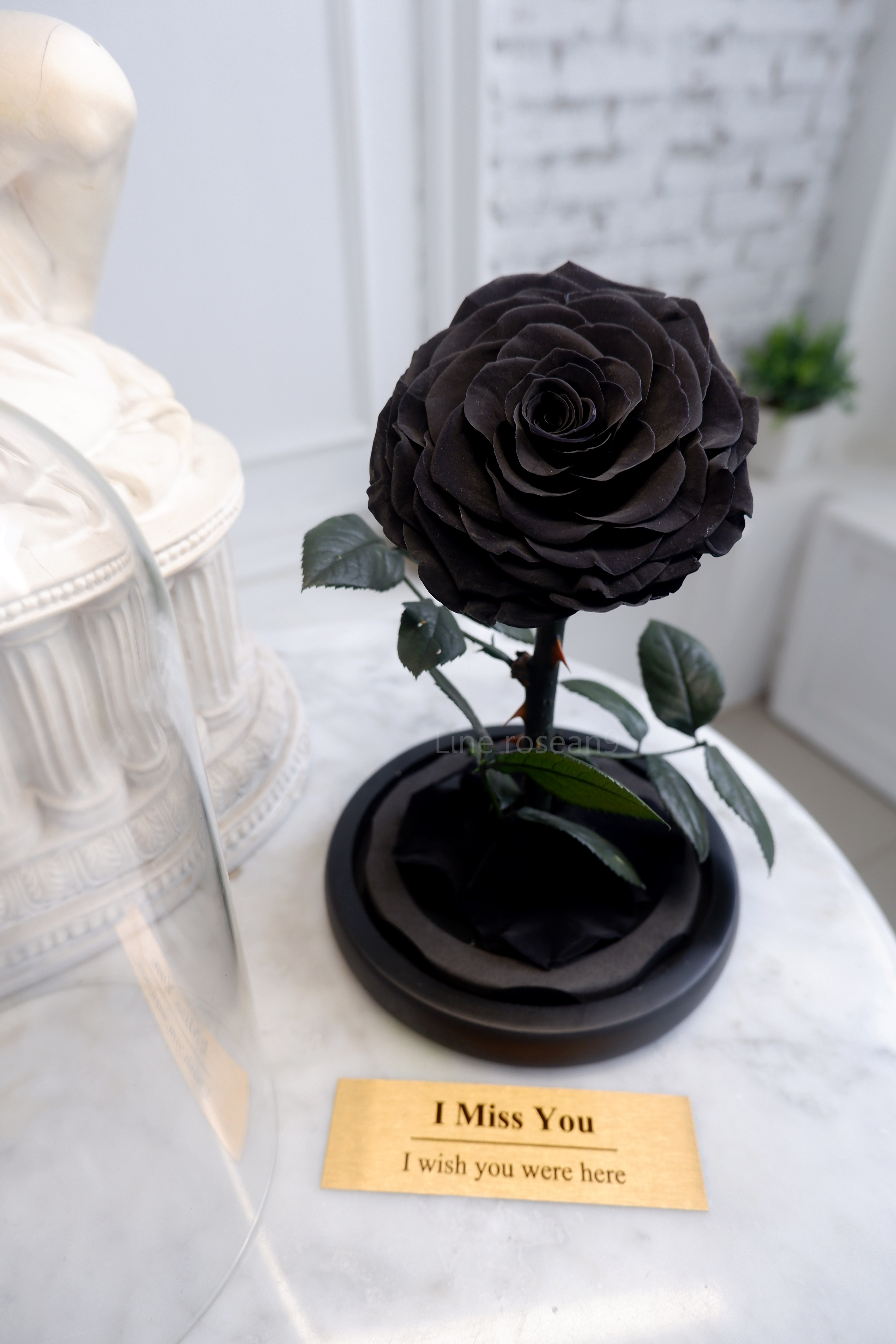 กุหลาบอมตะ กุหลาบในโหลแก้ว กุหลาบดำ กุหลาบโฉมงามกับเจ้าชายอสูร กุหลาบbeauty and the beast