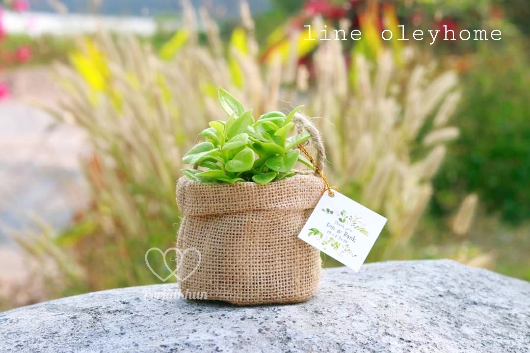 ของชำร่วยต้นไม้บรรจุถุงผ้ากระสอบพับปาก ขนาดกระถาง 3 นิ้ว