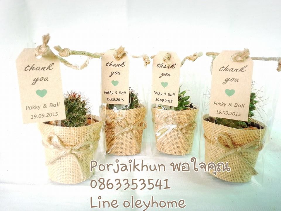 ของชำร่วยกระบองเพชรแคคตัสคละชนิด
