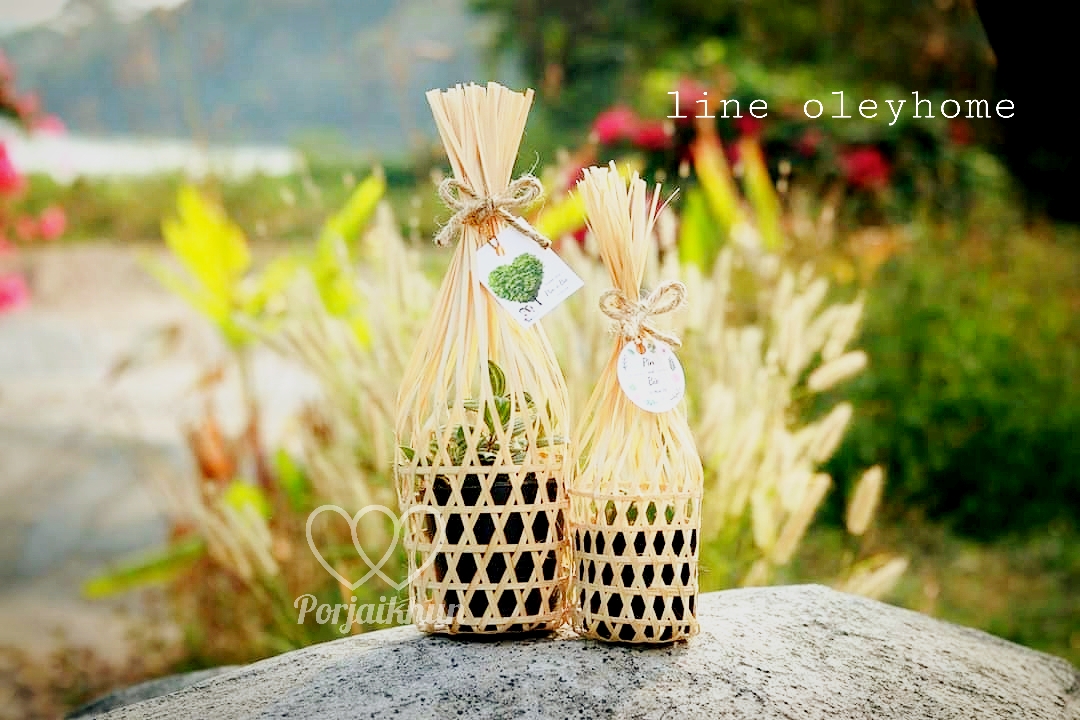 ของชำร่วยต้นไม้ ต้นไม้มงคลใส่ชะลอมจุก ขนาดกระถาง 2.5-3 นิ้ว