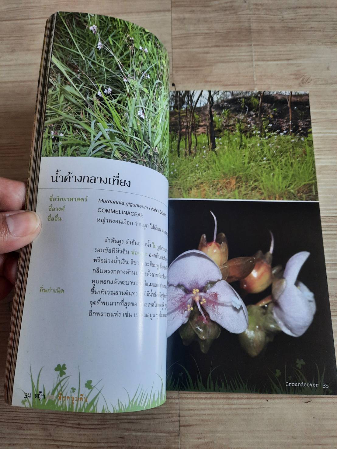 ร้อยพรรณพฤกษา หญ้า พืชคลุมดิน (Groundcover) โดย เศรษฐมันตร์ กาญจนกุล***สินค้าหมด***