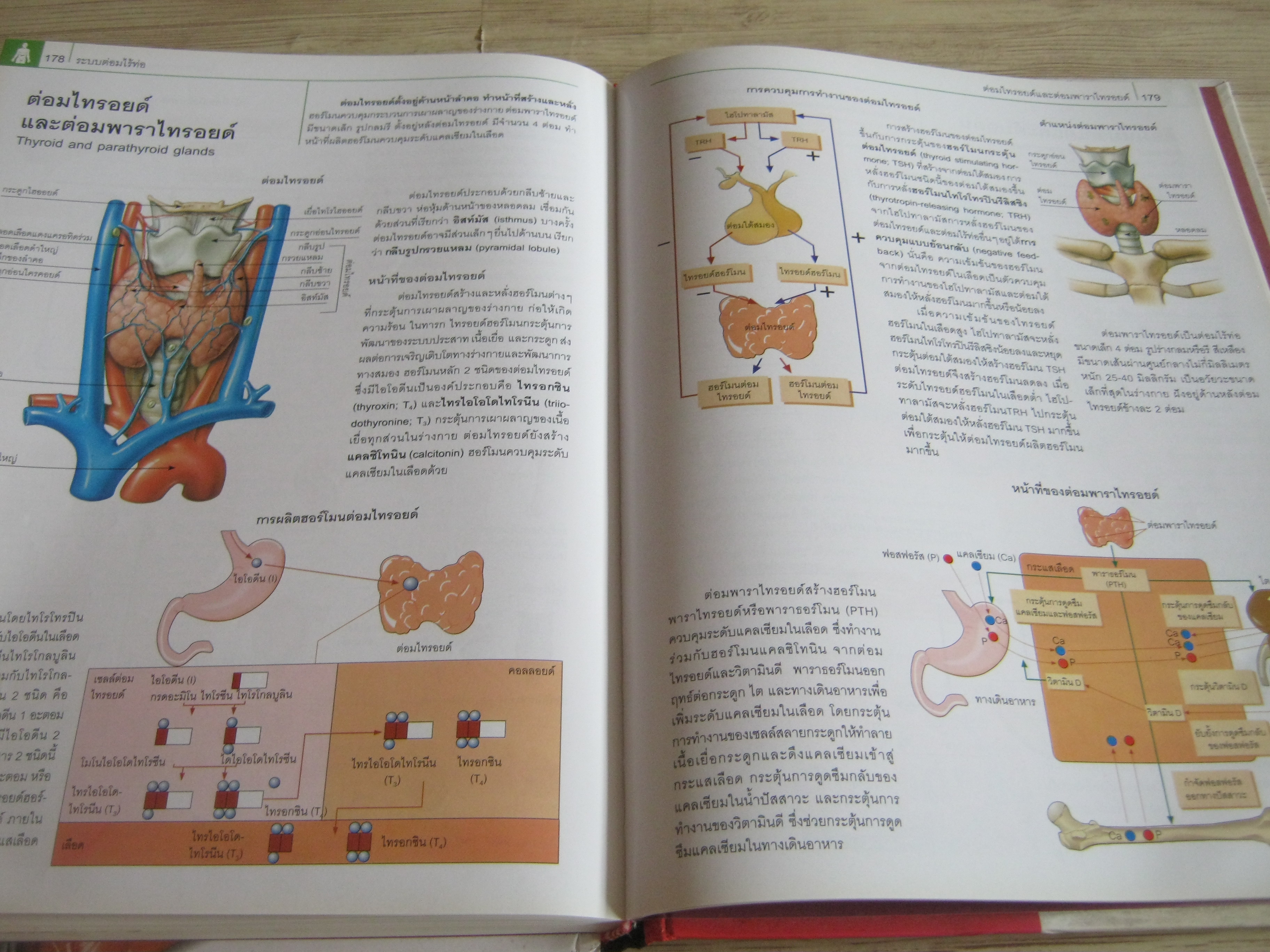 กายวิภาคศาสตร์และสรีรวิทยา (Anatomy and Physiology) Parramon เขียน ภุชงค์ เดชอาคม แปล***สินค้าหมด***