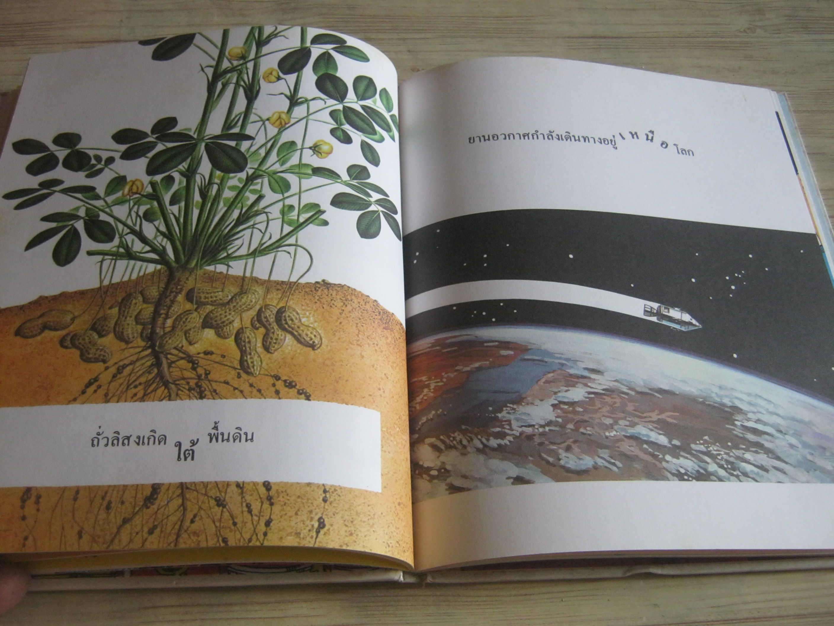 สารานุกรมสำหรับเด็กเล็ก หนังสือเรื่องคำต่าง ๆ พ.ญ.ประทิน วิริยะวิทย์ แปล