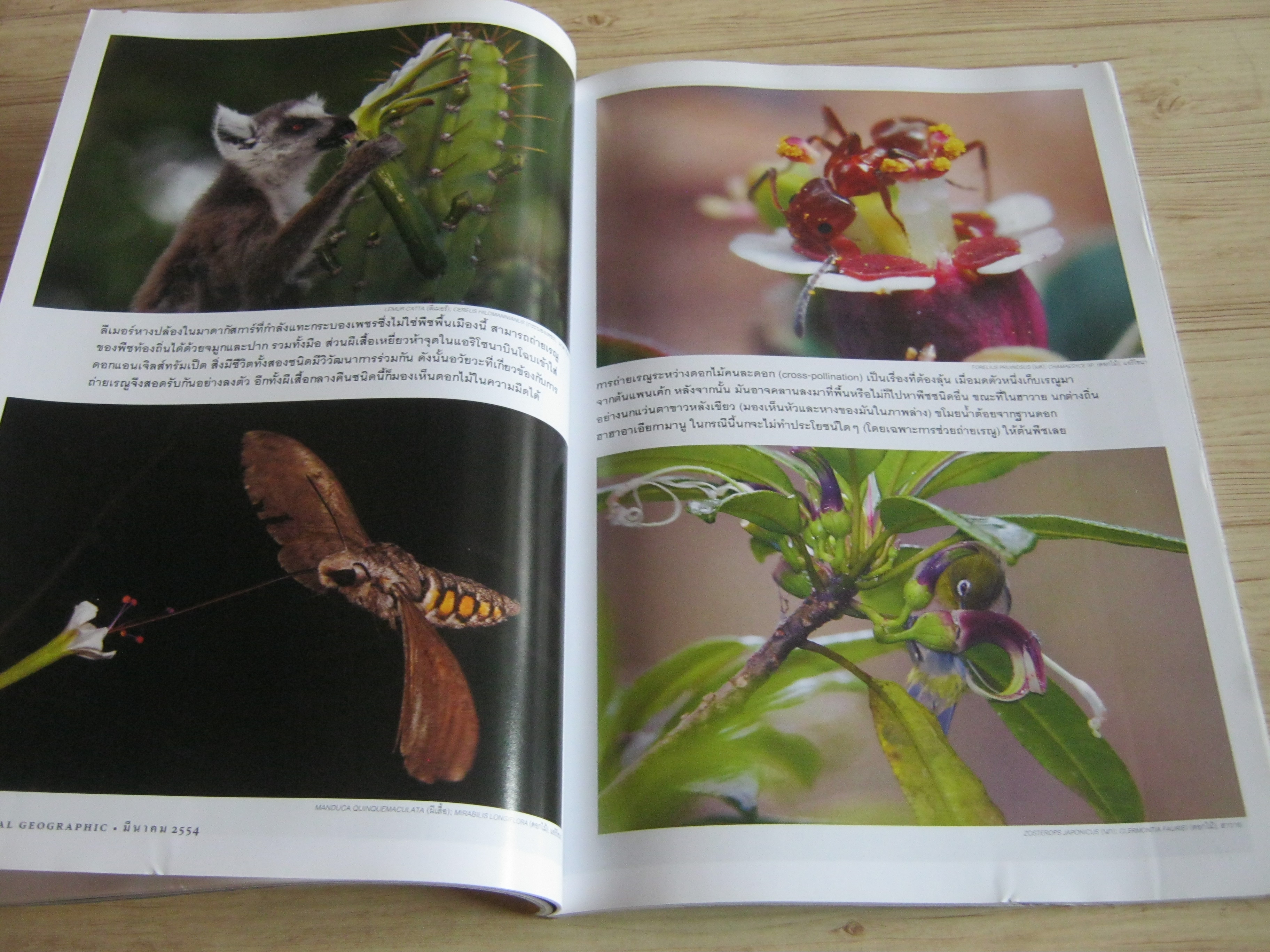 NATIONAL GEOGRAPHIC ฉบับภาษาไทย มีนาคม 2554 แอนโทรโปซีน ยุคมนุษย์ครองโลก