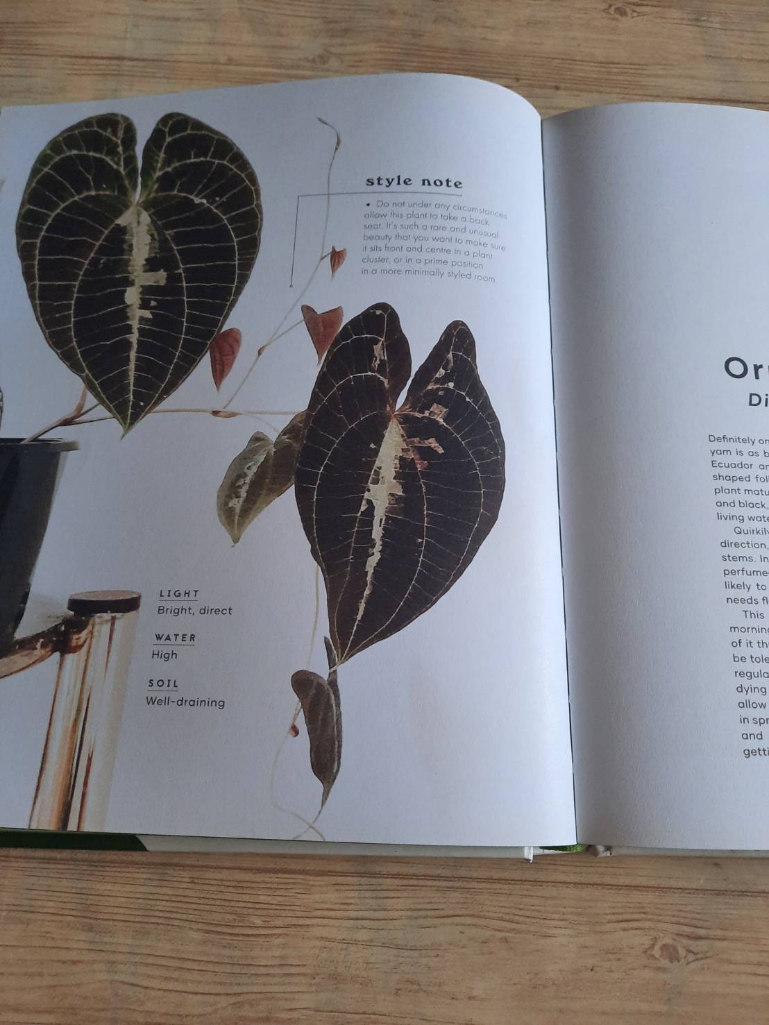 The Leaf Supply Guide to Greating Your Indoor Jungle By Lauren Comilleri + Sophia Kaplan (ปกแข็ง)