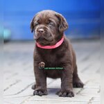 ลาบราดอร์สีช็อค female 4/02/2565 #Labrador #Puppy #ลาบราดอร์รีทรีฟเวอร์ #Labrador Retriever #chocolate #chocolate #labpuppy #lab #labradorpup