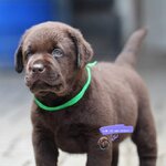 ลาบราดอร์สีช็อค male 4/02/2565 #Labrador #Puppy #ลาบราดอร์รีทรีฟเวอร์ #Labrador Retriever #chocolate #chocolate #labpuppy #lab #labradorpuppy