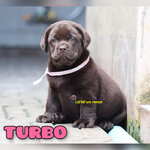 ลาบราดอร์สีช็อค female 20/03/65 TURBO