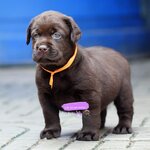 ลาบราดอร์สีช็อค female 4/02/2565 #Labrador #Puppy #ลาบราดอร์รีทรีฟเวอร์ #Labrador Retriever #chocolate #chocolate #labpuppy #lab #labradorpuppy
