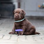 ลาบราดอร์สีช็อค female 4/02/2565 #Labrador #Puppy #ลาบราดอร์รีทรีฟเวอร์ #Labrador Retriever #chocolate #chocolate #labpuppy #lab #labradorpup สำเนา