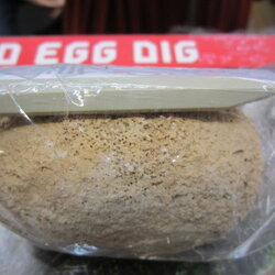 ไข่ขุดไดโนเสาร์