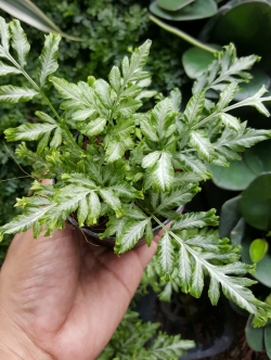 ต้นเฟิร์นเงิน (ของชำร่วยต้นไม้)