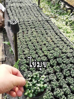 ต้นไข่มุก (ของชำร่วยต้นไม้)