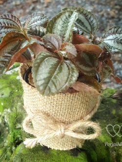 ต้นสายรุ้ง (ของชำร่วยต้นไม้)