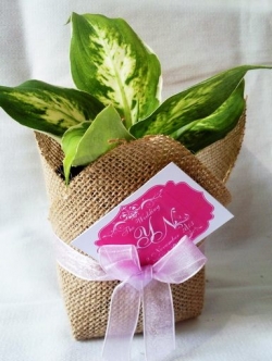 เศรษฐีรับเงินกระถาง 3 นิ้ว ต้นไม้ของชำร่วยห่อผ้ากระสอบทรงเหลี่ยม