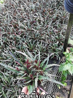 ต้นริบบิ้นแดง (ของชำร่วยต้นไม้)