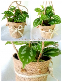 ต้นไม้ของชำร่วย สวมปลอกกระถางพร้อมเชือกหิ้ว