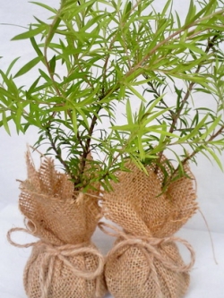 หลิวทอง ห่อผ้ากระสอบ (ทรงกลม)