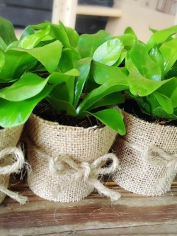 ต้นเฟิร์นข้าหลวง(ของชำร่วยต้นไม้)