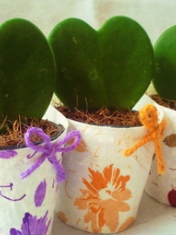 โฮย่าใบหัวใจห่อด้วยกระดาษสาพิมพ์ลาย