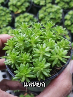 ต้นแพหยก (ของชำร่วยต้นไม้)