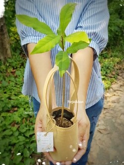 กล้าไม้ของชำร่วยไม้ป่าใส่ถุงหิ้วพร้อมแจก