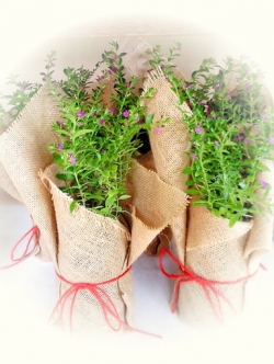 หลิวดอก ห่อผ้ากระสอบ (สูงประมาณ 30 cm)