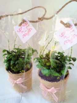 ไข่มุก ต้นไม้ของชำร่วย ต้นไม้มงคลห่อผ้ากระสอบ