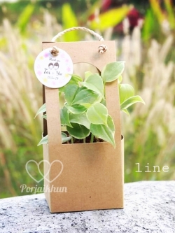 ของชำร่วยต้นไม้ ต้นไม้มงคลขนาดกระถาง 3 นิ้ว บรรจุกล่องกระดาษคราฟท์