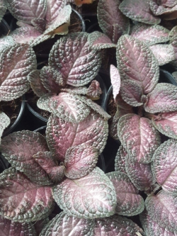 ต้นพรมญี่ปุ่นสีชมพู (ของชำร่วยต้นไม้)