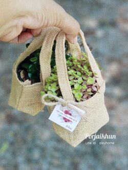 ของชำร่วยต้นไม้มงคลขนาดกระถาง 3 นิ้ว บรรจุถุงผ้ากระสอบหูหิ้วผ้าในตัว