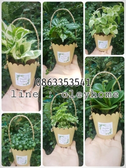 ของชำร่วยต้นไม้ ต้นไม้มงคล สวมปลอกกระดาษคราฟท์หุ้มกระถางมีหูหิ้วในตัว