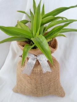 กวนอิมในถุงผ้ากระสอบ