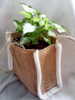 ต้นไม้มงคลนามคละชนิดขนาด 3" ในกระเป๋าของชำร่วยรักษ์โลก