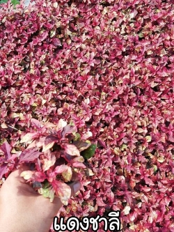 ต้นมณีล้อมเพชร หรือแดงชาลี (ของชำร่วยต้นไม้)