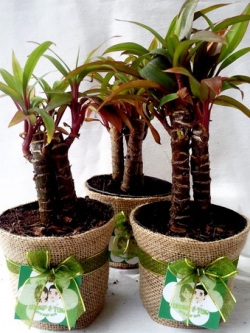 เทียนมหาลาภ กระถางห่อผ้ากระสอบสีธรรมชาติ