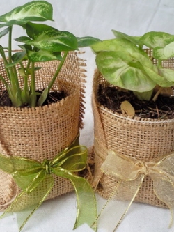 ไม้มงคลนาม กระถาง 2.5" ห่อผ้ากระสอบ