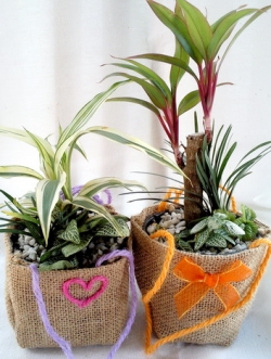 สวนถาดน้อยของชำร่วยบรรจุในถุงผ้ากระสอบ